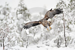 White-tailed Eagle flying