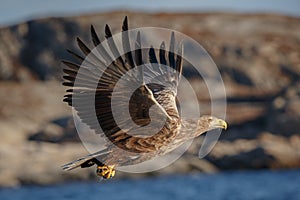 A white-tailed eagle flying