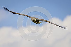 The white-tailed eagle flying