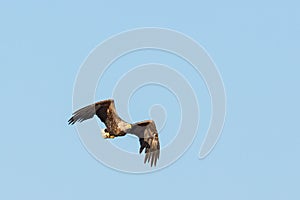 White-Tailed eagle flying in the blue sky