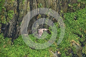 White-tailed eagle flying in a fierce flight