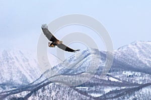 White-tailed eagle flying in front of winter mountains scenery in Hokkaido, Bird silhouette. Beautiful nature scenery in winter.