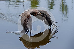 White-tailed Eagle flying in the Netherlands