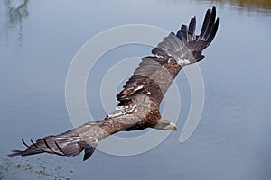 White-tailed Eagle flying in the Netherlands