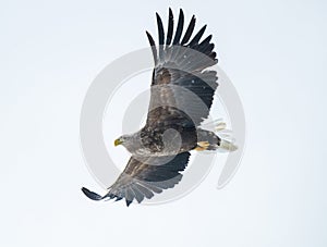 A white tailed eagle flying over the drift ice off the coast of east Hokkaido in Japan