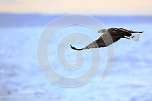 White-tailed eagle flying over ice floes