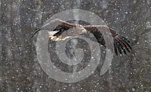 White-tailed Eagle flying in the Snow photo