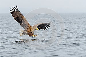 White Tailed Eagle flying to catch a fish