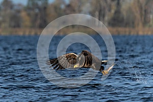 White Tailed Eagle flying to catch a fish