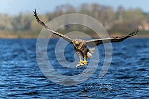 White Tailed Eagle flying to catch a fish