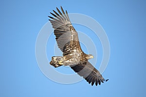 A white tailed eagle glides through the air against a background of blue sky.