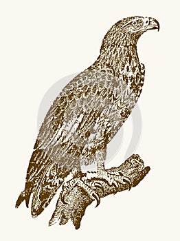 White-tailed eagle or gray sea eagle haliaeetus albicilla in profile view sitting on a branch