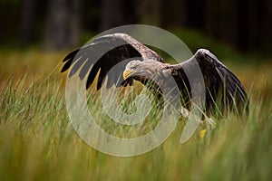 White-tailed Eagle - Haliaeetus albicilla