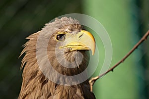 White-tailed Eagle, haliaeetus albicilla