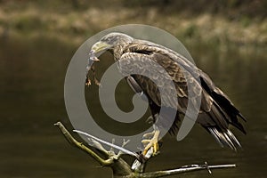 White-tailed Eagle (Haliaeetus albicilla)
