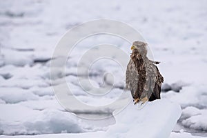 The White-tailed Eagle, Haliaeetus albicilla