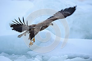 The White-tailed eagle, Haliaeetus albicilla