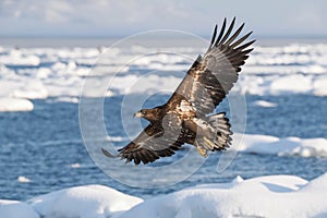 The White-tailed eagle, Haliaeetus albicilla