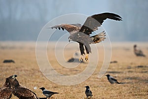 White-tailed eagle Haliaeetus albicilla