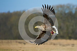 White-tailed eagle Haliaeetus albicilla