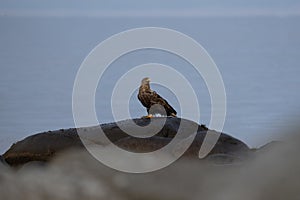 white tailed eagle, haliaeetus albicilla