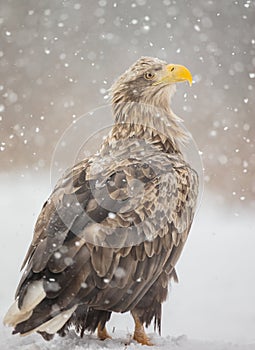 The white-tailed eagle - Haliaeetus albicilla - adult male - in early spring