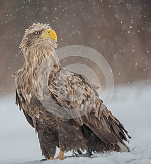 The white-tailed eagle - Haliaeetus albicilla - adult male - in early spring at the wet forest