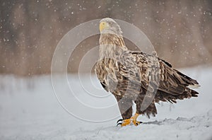 The white-tailed eagle - Haliaeetus albicilla - adult male - in early spring at the wet forest