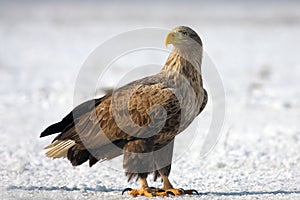 White-tailed eagle Haliaeetus albicilla are also known as eagle of the rain or sea grey eagle, sitting on the ground on snow