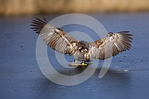 White-tailed eagle Haliaeetus albicilla are also known as sea eagle, with fish on ice, falconery. Big bird with prey