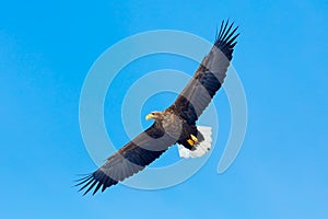 White-tailed eagle, Haliaeetus albicilla, big bird of prey on thy dark blue sky, with white tail, Japan