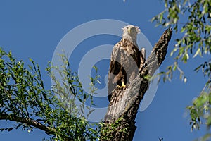 White tailed eagle (Haliaeetus albicilla), the biggest eagle in