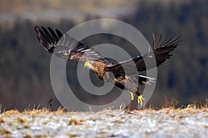 White-tailed Eagle, Haliaeetus albicilla, bird flight, birds of prey with forest in background, starting from the meadow with snow