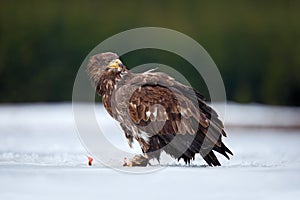 White-tailed Eagle, Haliaeetus albicilla, bird of prey with catch fish in snowy winter scene, animal in snow with ice, forest natu