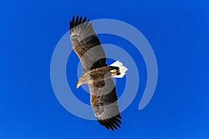 White-tailed eagle, Haliaeetus albicilla, bird on thy dark blue sky