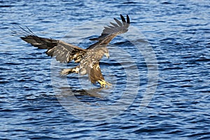 White-tailed Eagle