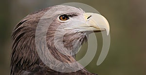 White-tailed Eagle (Haliaeetus albicilla) photo