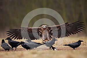 White tailed eagle, haliaeetus albicilla, Europe