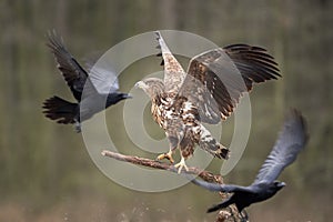 White tailed eagle, haliaeetus albicilla, Europe