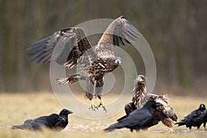 White tailed eagle, haliaeetus albicilla, Europe