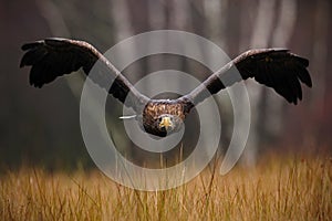 White-tailed Eagle, Haliaeetus albicilla, face flight, bird of prey with forest in background. Animal in the nature habitat, Norwa