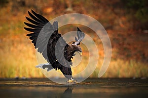 White-tailed Eagle, Haliaeetus albicilla, feeding kill fish in the water, with brown grass in background, bird landing, eagle