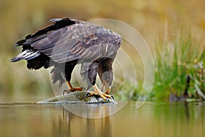 White-tailed Eagle, Haliaeetus albicilla, feeding kill fish in the water, with brown grass in background. Wildlife scene from natu