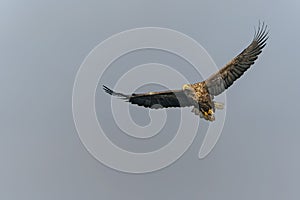 White tailed eagle Haliaeetus albicilla flies above the water