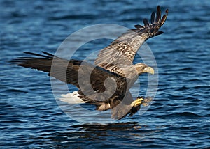 White-tailed eagle (Haliaeetus albicilla) in fligh