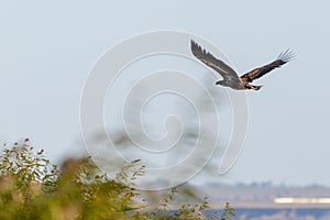 White-tailed eagle, haliaeetus albicilla in a flight