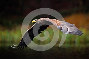 White-tailed Eagle, Haliaeetus albicilla, flight above the water lake, bird of prey with forest in background, animal in the