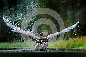 White-tailed Eagle, Haliaeetus albicilla, flying above the water, bird of prey with forest in background, animal in the nature