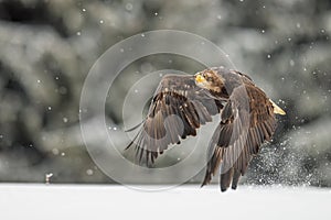 White-tailed eagle (Haliaeetus albicilla) flying in the falling snow
