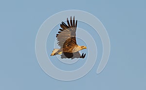 White-tailed eagle (Haliaeetus albicilla) flying in the sky